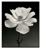 White Anemone